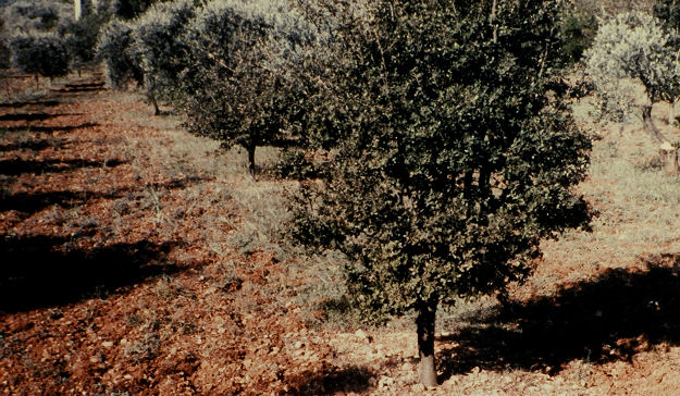 Holm Oak or Holly Oak - Quercus ilex