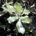 Holm Oak or Holly Oak - Quercus ilex
