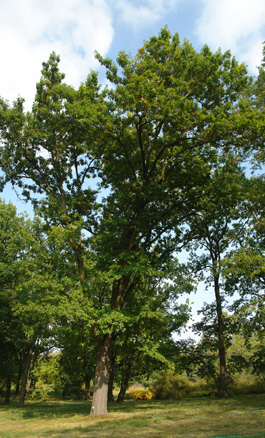 Chêne à feuilles de laurier Chêne à feuilles de laurier