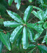 Ch�ne � feuilles de laurier