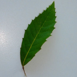 Ch�ne lanata - Quercus lanata - feuille