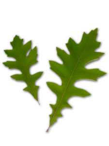 Ch�ne de nuttall - Quercus nuttallii