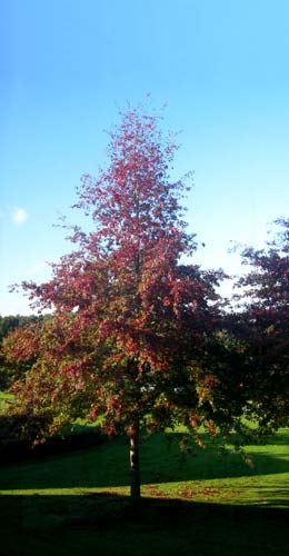 Ch�ne des marais - Quercus palustris