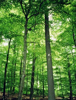 Carvalho s�ssil - Quercus petraea ou Quercus sessiliflora