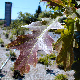 Ch�ne rouge d'Am�rique - Quercus rubra ou quercus borealis - Feuille � l'automne