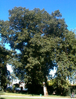 Ch�ne rouge d'Am�rique - Quercus rubra ou quercus borealis