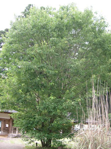 Ch�ne serrata - Quercus serrata