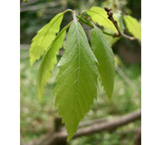 Ch�ne serrata - Quercus serrata - Feuillage