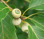 Ch�ne serrata - Quercus serrata - Fruit