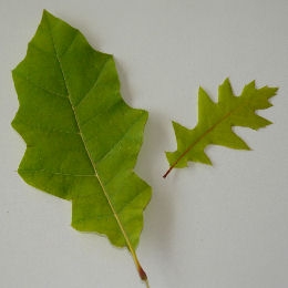 Ch�ne de Shumard - Quercus shumardii