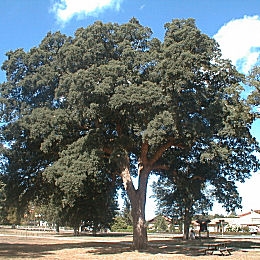 Ch�ne li�ge - Quercus suber