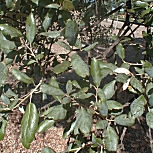 Ch�ne li�ge - Quercus suber