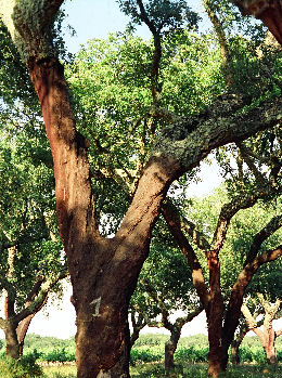 Ch�ne li�ge - Quercus suber
