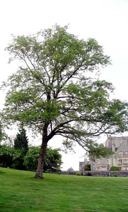 Chinese Cork Oak - Quercus variabilis ou Quercus bungeana