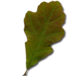 Ch�ne des teinturiers - detail de la feuille