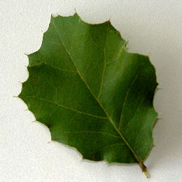 Ch�ne agrifolia, Quercus agrifolia - detail du feuillage