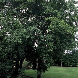 Nerprun purgatif dans un jardin