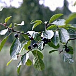Feuilles et fruits du nerprun purgatif