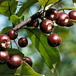 Détail des fruits du nerprun purgatif
