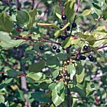 Amieiro negro - Frângula - Rhamnus frangula
