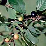 Amieiro negro - Frângula - Rhamnus frangula