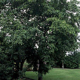 Nerprun purgatif / Rhamnus cathartica