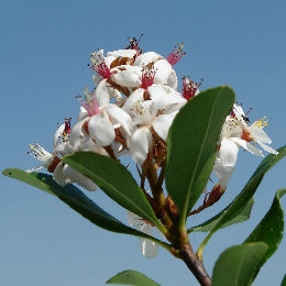 Rhaphiolépis Delacour blanc