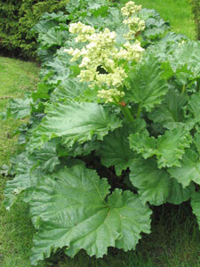Rhubarbe - Rheum rhabarbarum