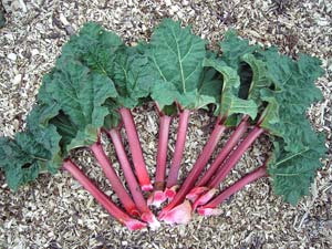 Rhubarbe - Rheum rhabarbarum