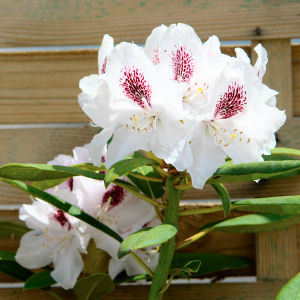 Rododendro 'Calsap' - Rhododendron 'Calsap'