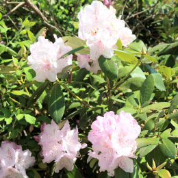 Rhododendron hybride 'Cilpinense'
