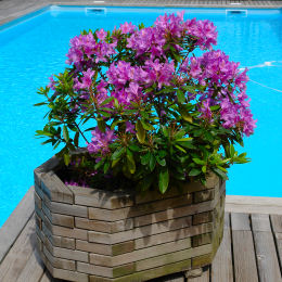 Rhododendron pontique - Rhododendron ponticum en jardini�re