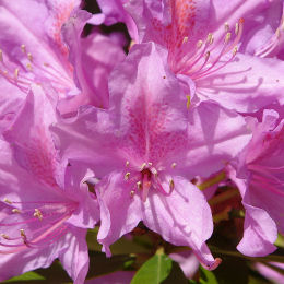 Rhododendron pontique - Rhododendron ponticum