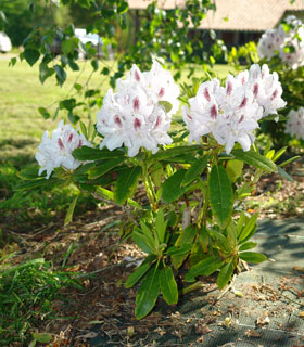 Calsap Rhododendron - Rhododendron 'Calsap'