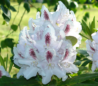 Calsap Rhododendron - Rhododendron 'Calsap'