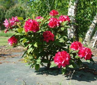 Rhododendron hybride 'Lord Robert' - Rhododendron 'Lord Robert'