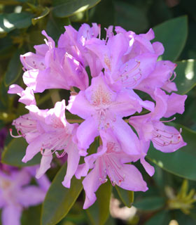 Rhododendron pontique - Rhododendron ponticum