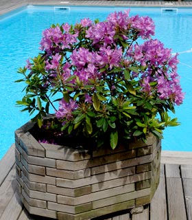 Rhododendron pontique - Rhododendron ponticum