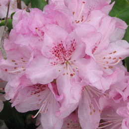 Rhododendron hybride 'Robert Seleger' - Rhododendron 'Robert Seleger'