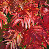 Foliage of Staghorn Sumac