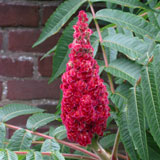 Fruit of Staghorn Sumac