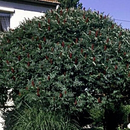 Sumac de Virgine
