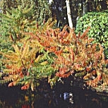 Les feuilles du sumac de Virginie prennent des couleurs chatoyantes � l'automne