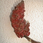 D�tail du fruit du sumac de Virginie
