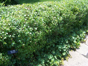 Groseillier des Alpes - Ribes alpinum