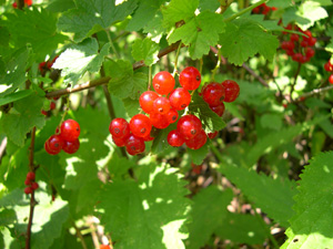 Groselheira vermelha - Ribes rubrum