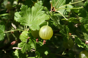 Groselheira-espinhosa - Ribes uva crispa