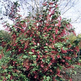 Groseillier � fleurs 'Pulborough Scarlet'