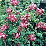 Feuillage et fleurs du groseillier � fleurs 'Pulborough Scarlet'