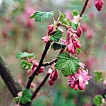 D�tail des fleurs du groseillier � fleurs 'Pulborough Scarlet'
